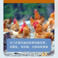 氟苯尼考注射液药禽呼吸道消化道孕畜重症感染咳