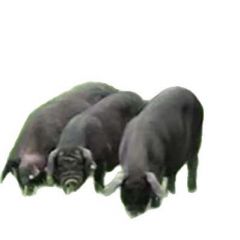 农场生态散养黑猪母猪活体小黑土猪